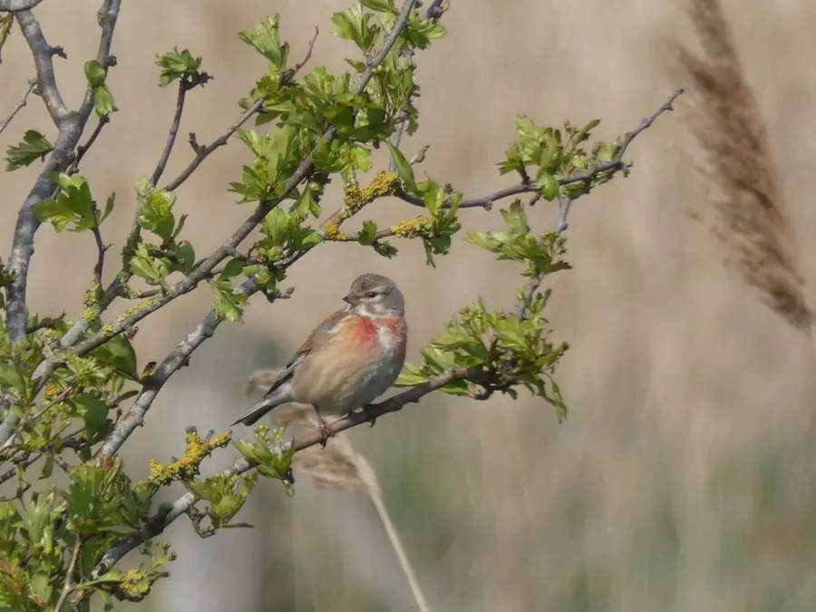 Linnet bird